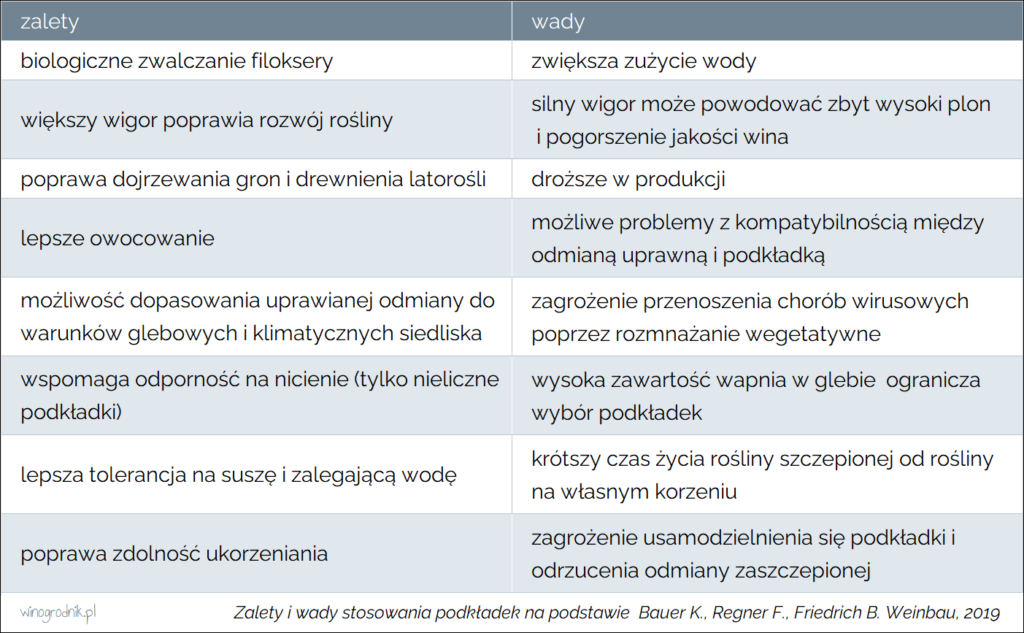 Zalety i wady stosowania podkładek w uprawie winorośli.